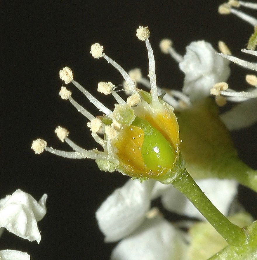 Rosaceae Prunus serotina