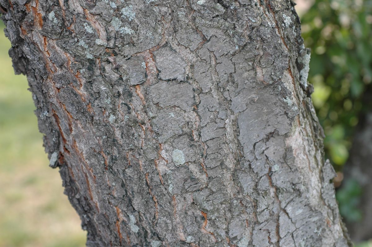 Rosaceae Prunus serotina