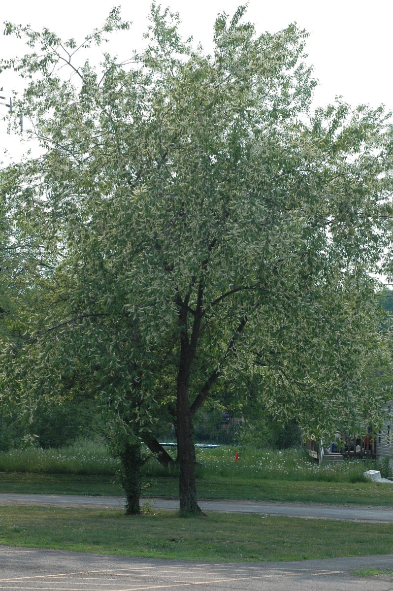 Rosaceae Prunus serotina