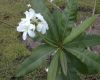 image of Plumeria 