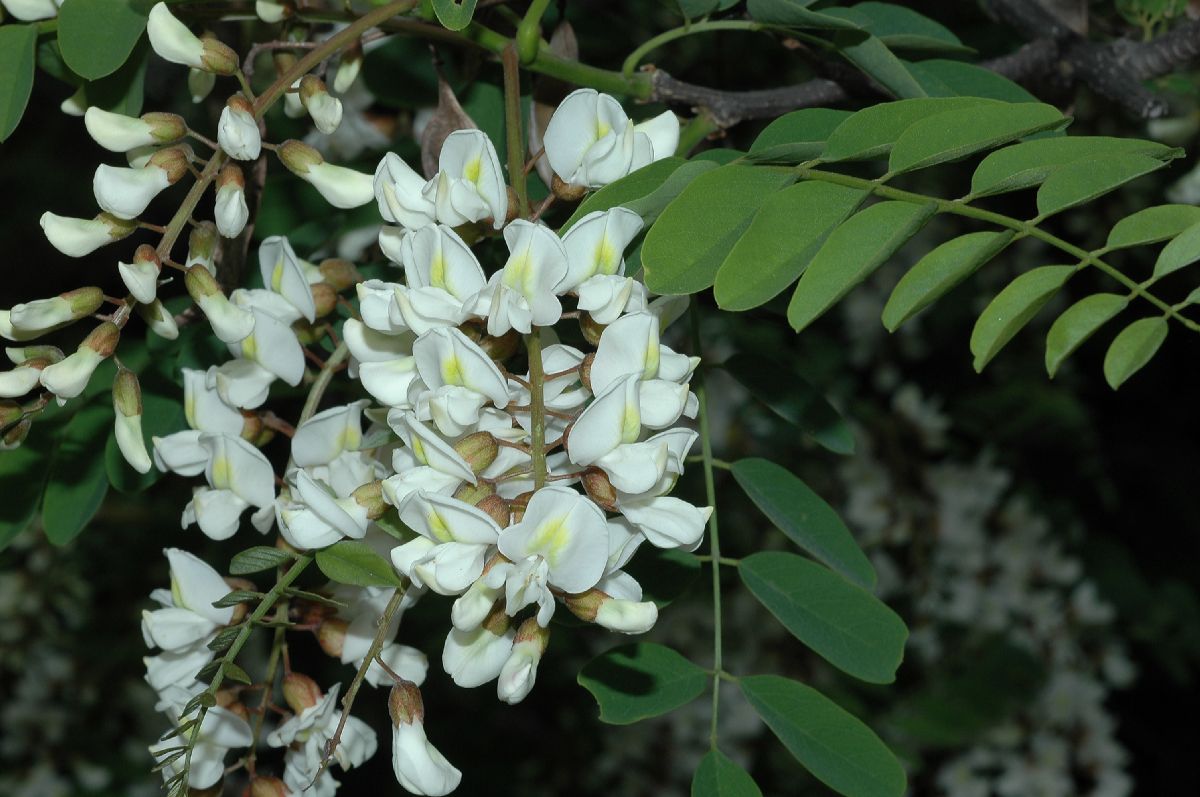 Fabaceae Robinia pseudoacacia