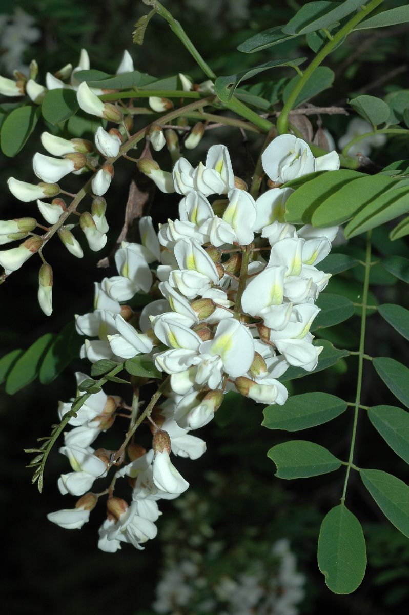 Fabaceae Robinia pseudoacacia