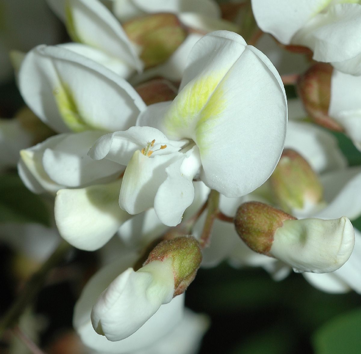 Fabaceae Robinia pseudoacacia