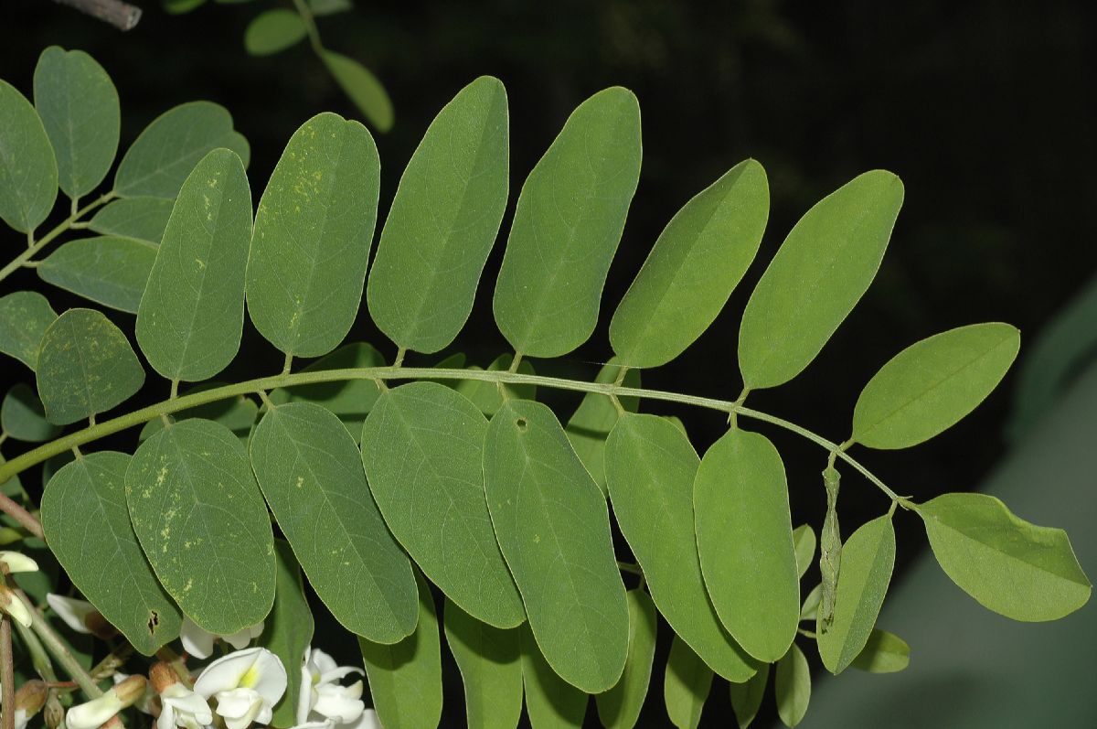 Fabaceae Robinia pseudoacacia