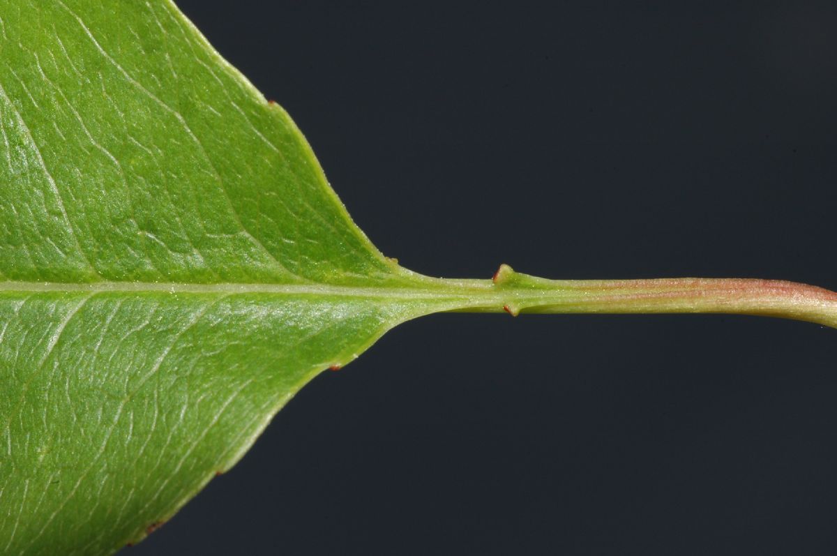 Rosaceae Prunus serotina