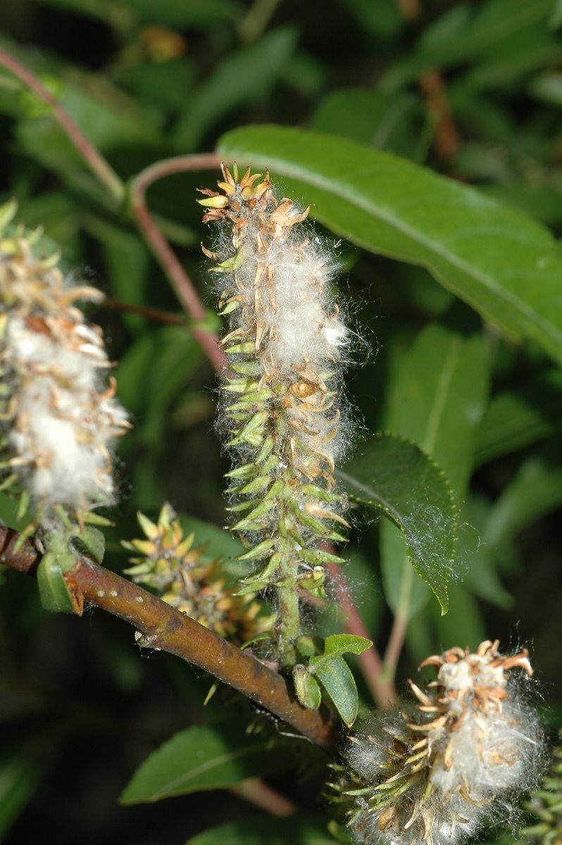 Salicaceae Salix exigua