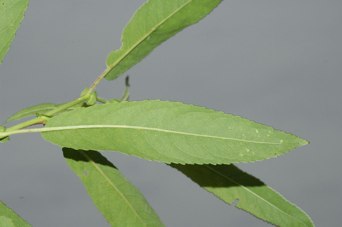 Salicaceae Salix exigua