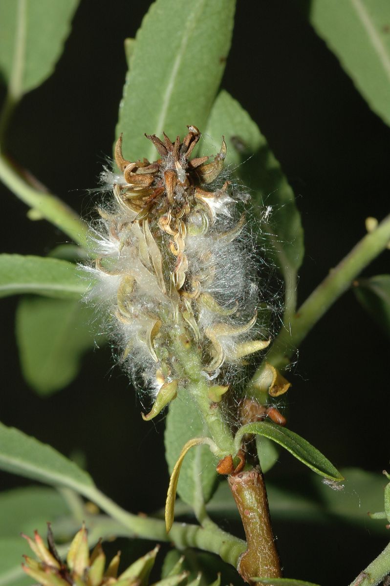 Salicaceae Salix exigua