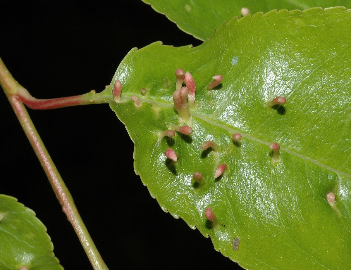 Rosaceae Prunus serotina