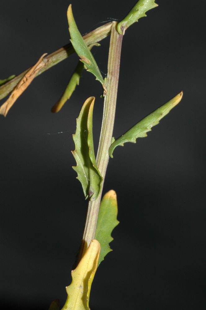 Brassicaceae Thlaspi arvense