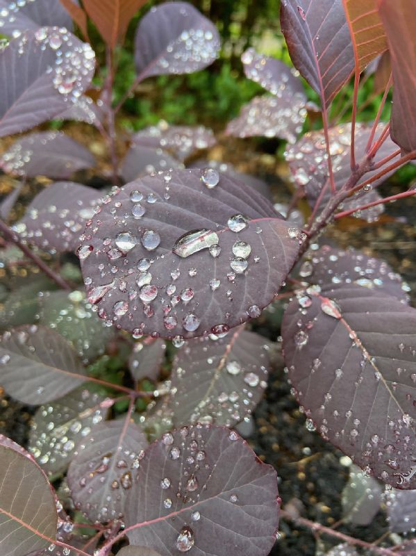 Anacardiaceae Cotinus coggygiria