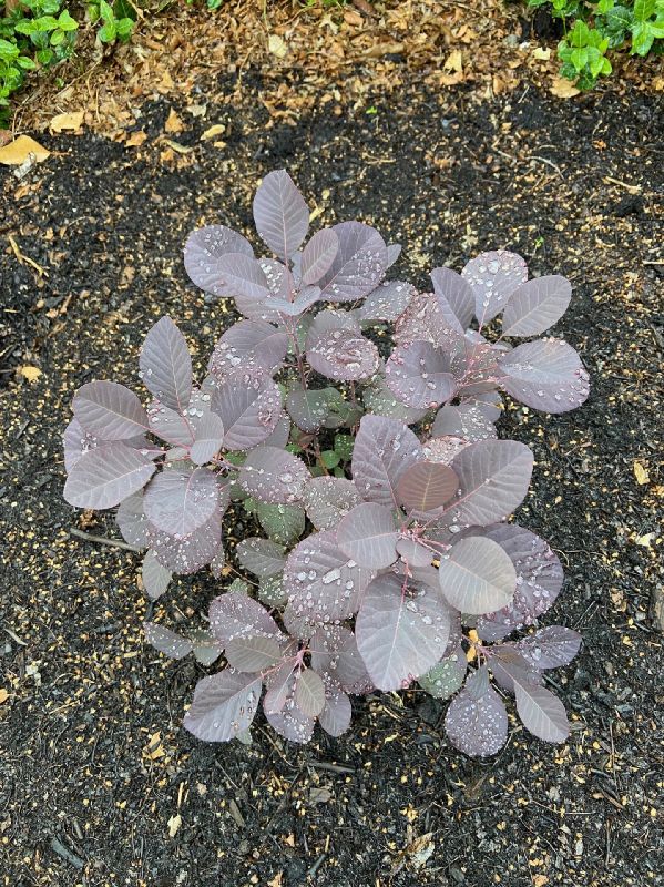 Anacardiaceae Cotinus coggygiria