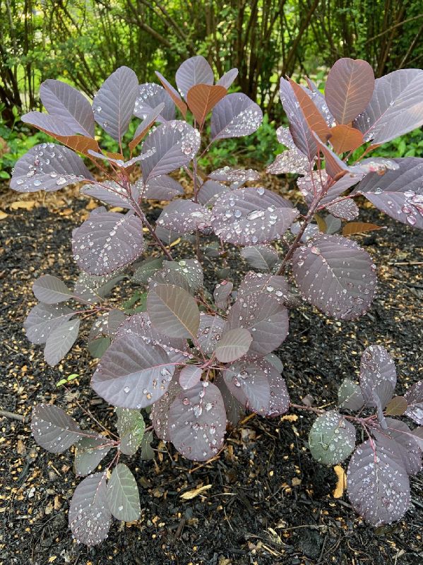 Anacardiaceae Cotinus coggygiria