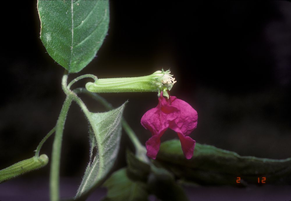 Lythraceae Cuphea 