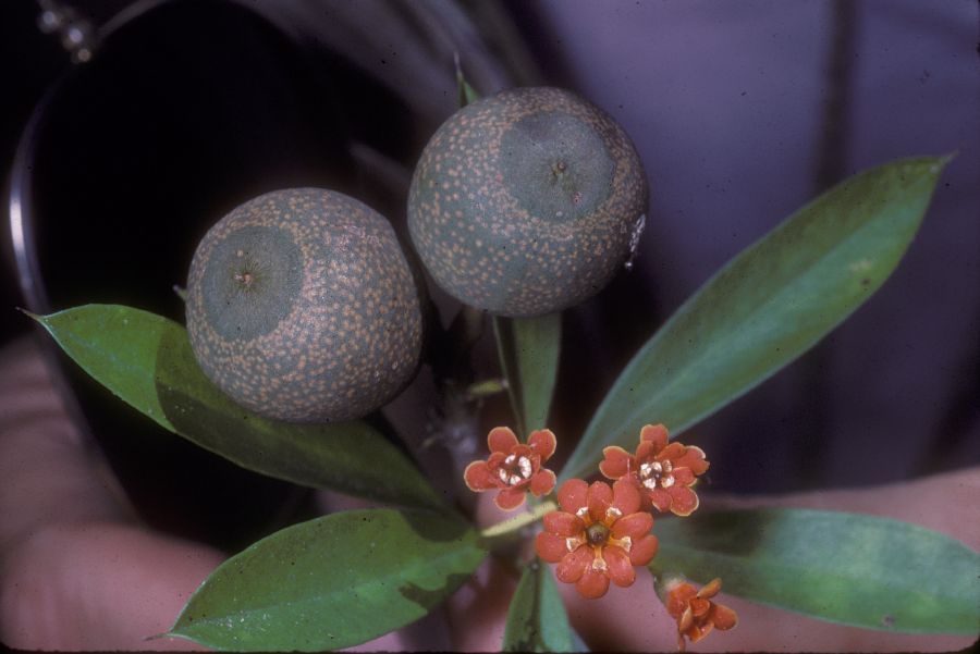 Primulaceae Jacquinia 