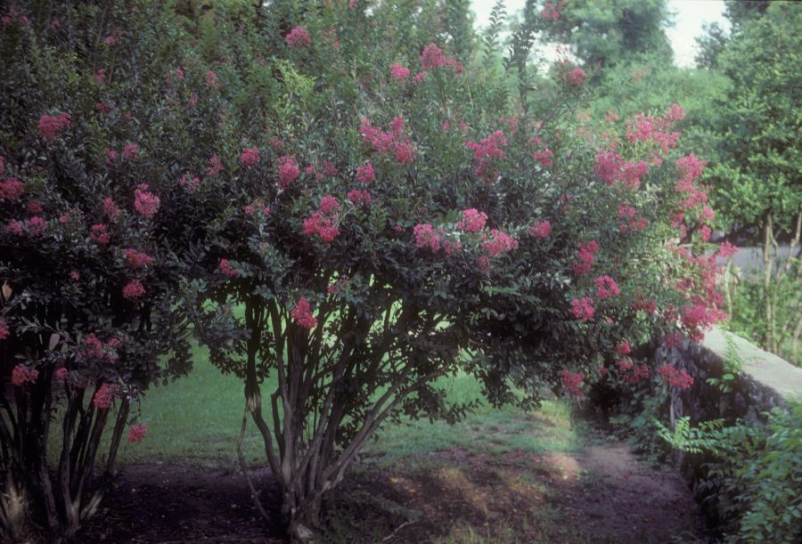 Lythraceae Lagerstroemia indica