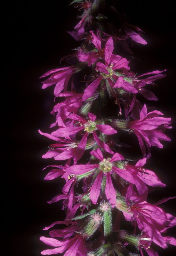 Lythraceae Lythrum salicaria