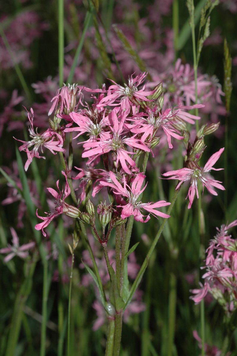 Caryophyllaceae Lychnis flos-cuculi