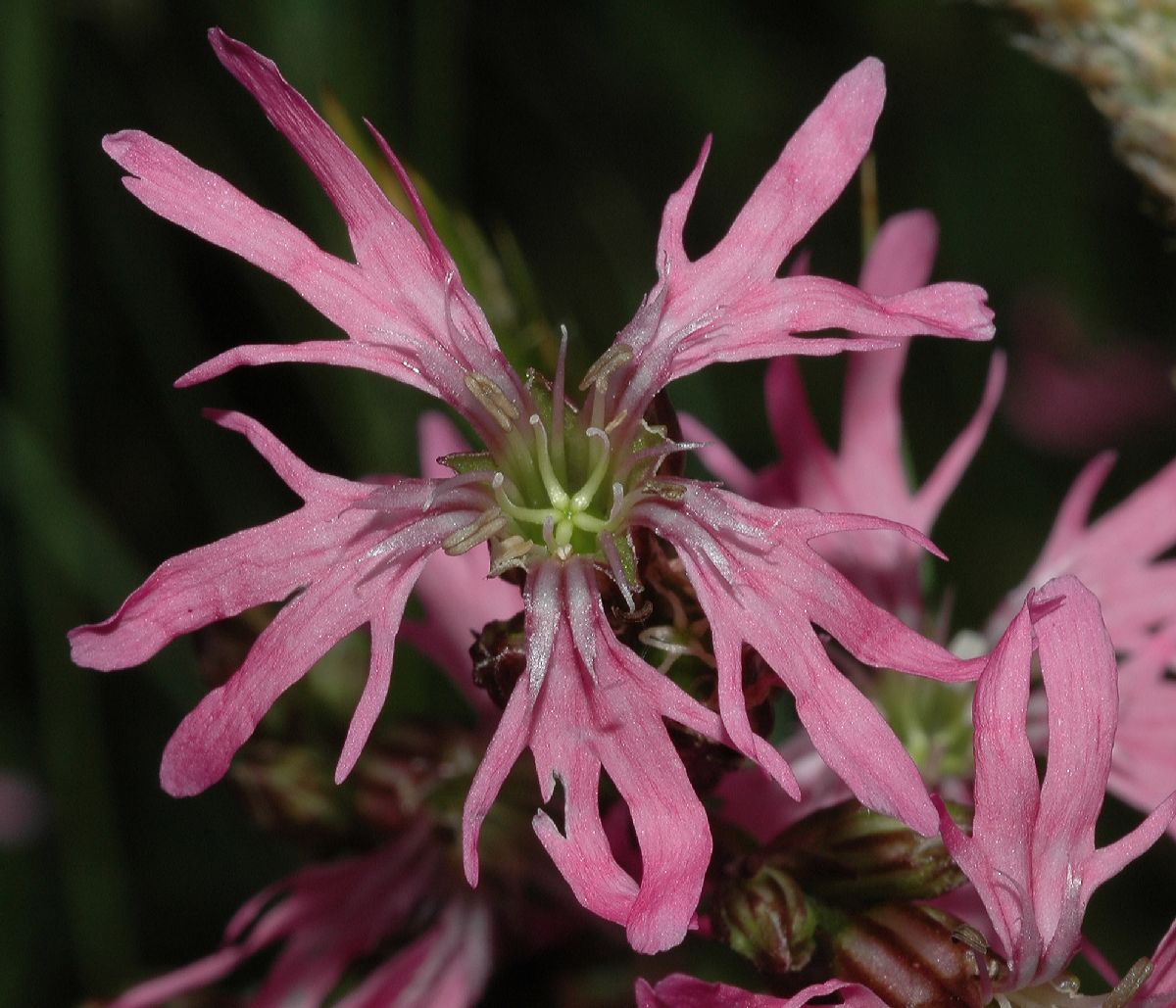 Caryophyllaceae Lychnis flos-cuculi
