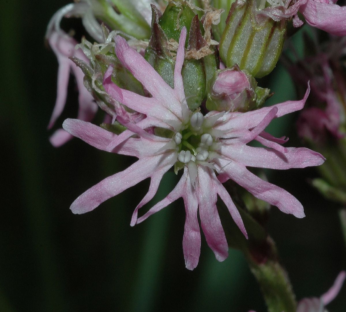 Caryophyllaceae Lychnis flos-cuculi