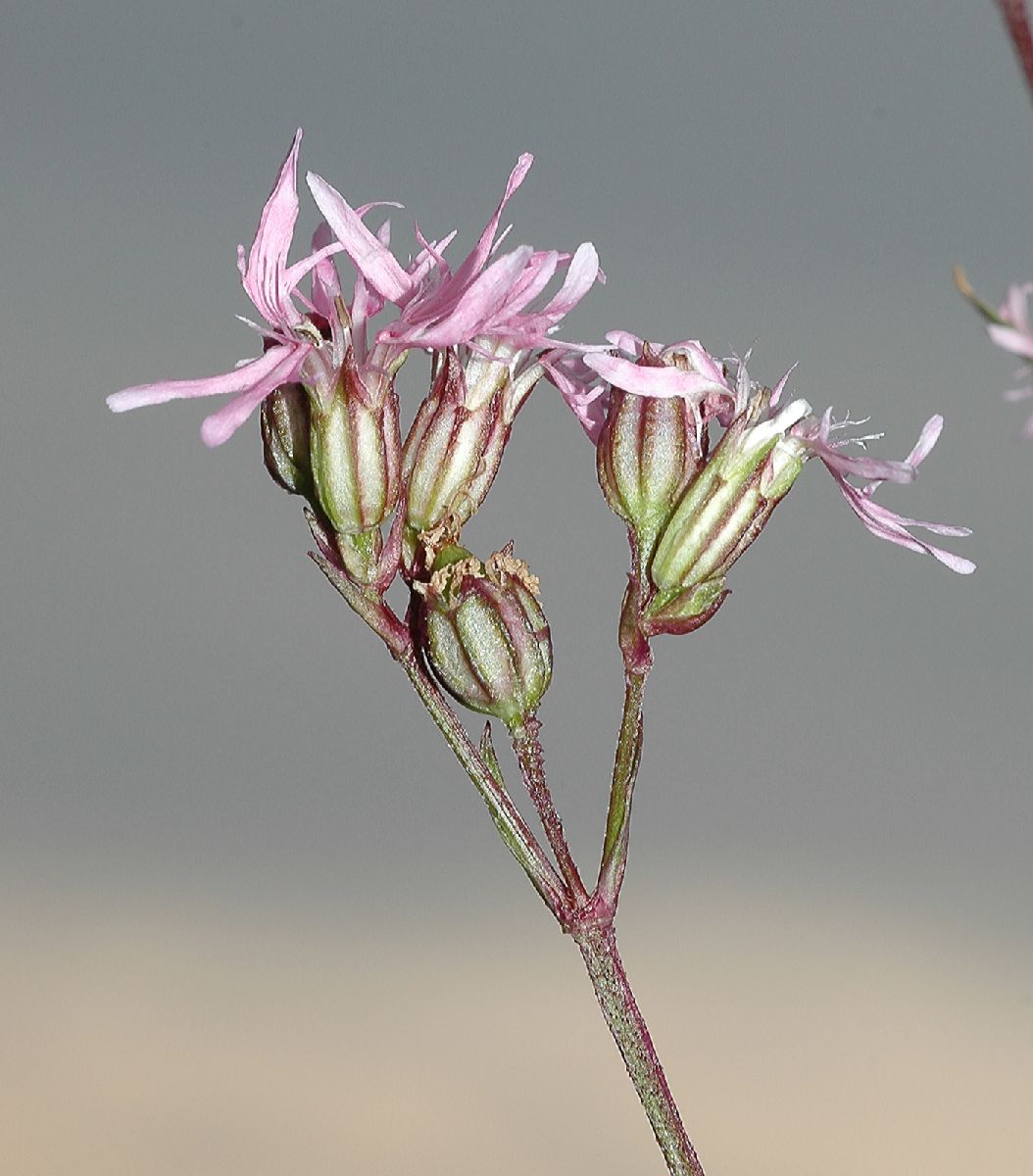 Caryophyllaceae Lychnis flos-cuculi
