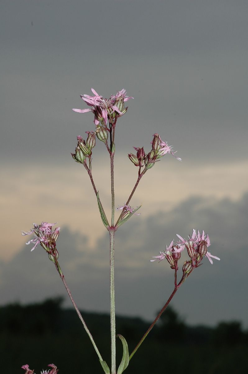 Caryophyllaceae Lychnis flos-cuculi