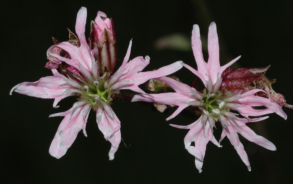 Caryophyllaceae Lychnis flos-cuculi