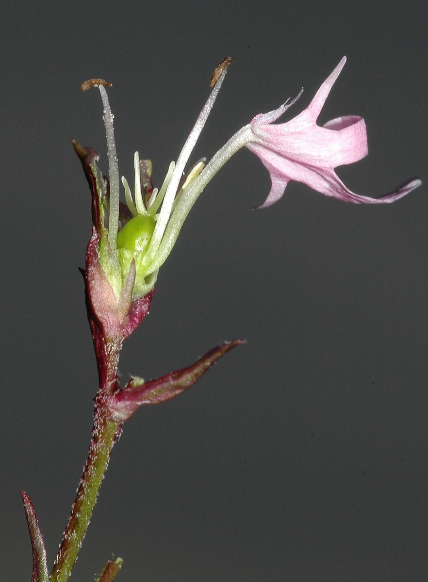 Caryophyllaceae Lychnis flos-cuculi