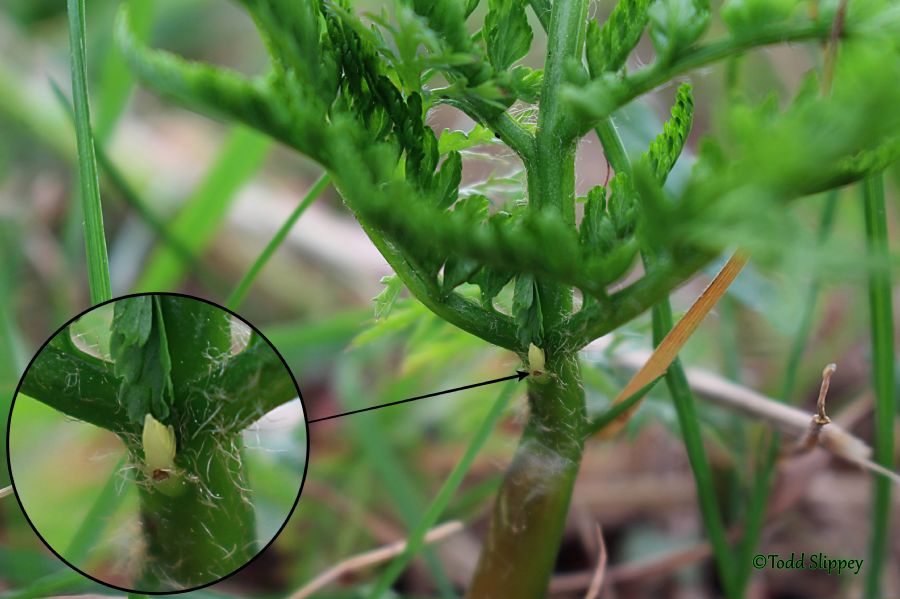 Ophioglossaceae Botrypus virginianus
