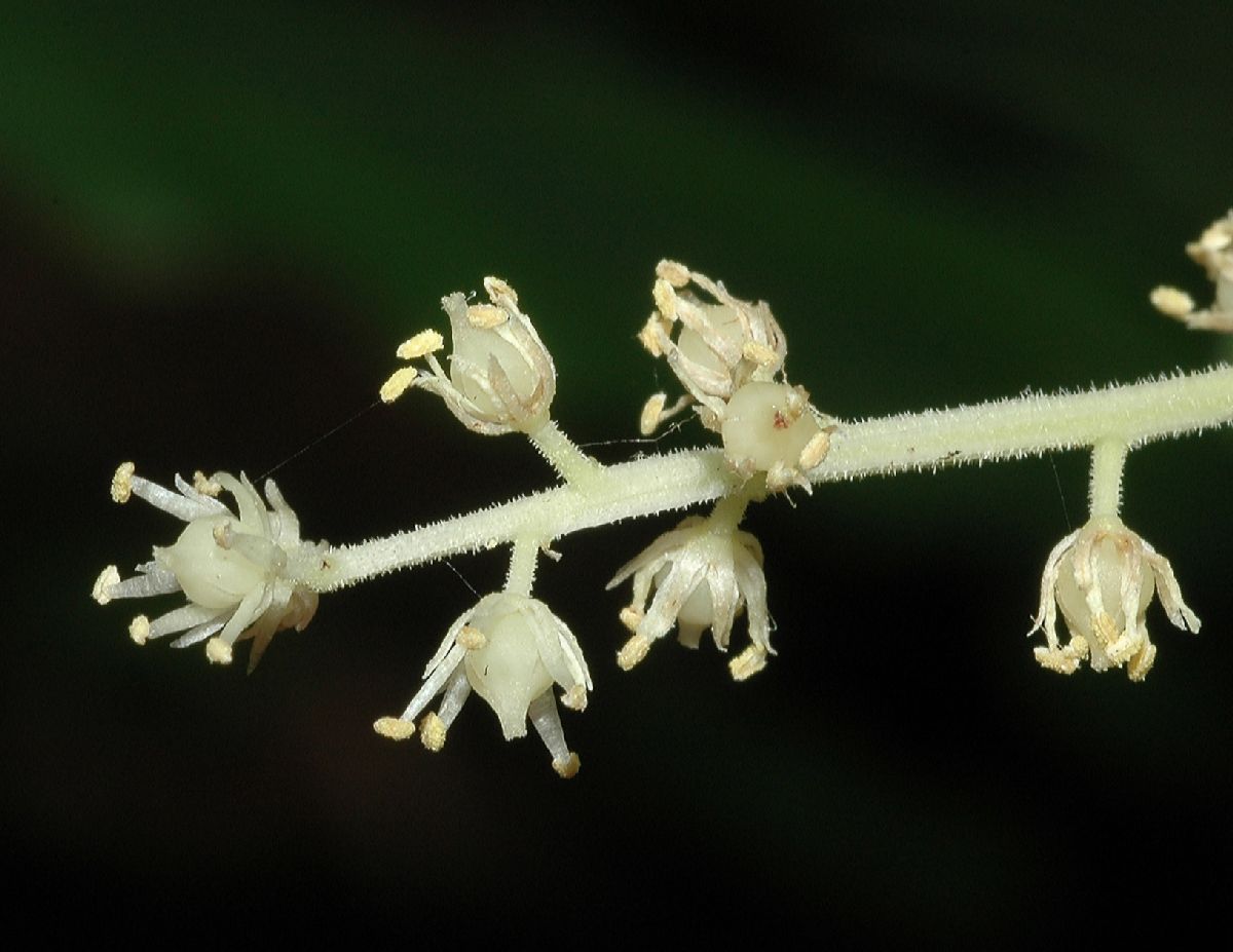 Asparagaceae Maianthemum racemosum