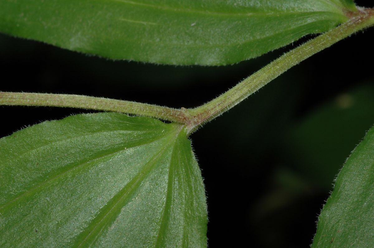 Asparagaceae Maianthemum racemosum