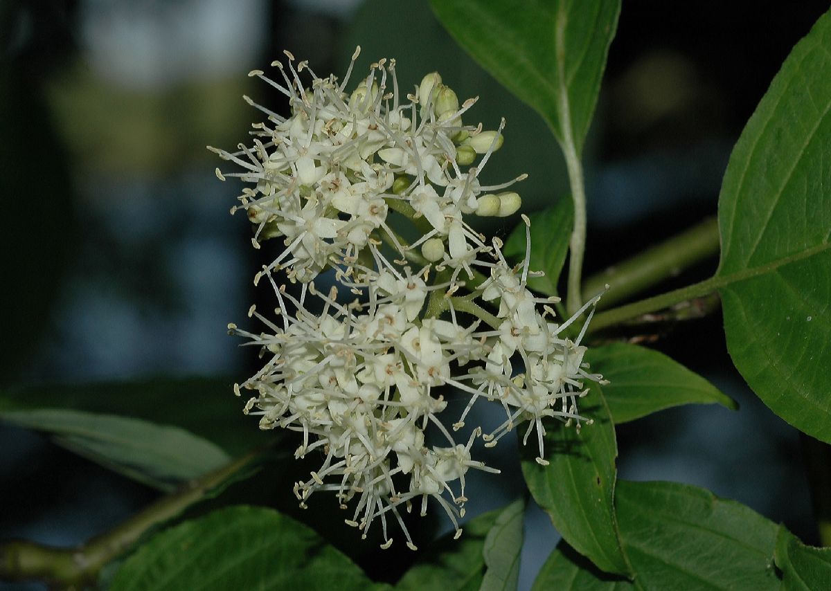 Cornaceae Cornus racemosa