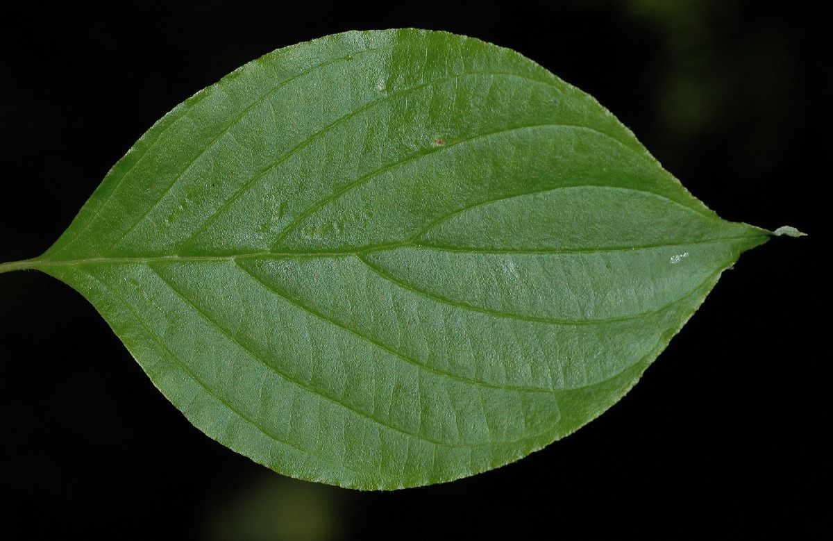 Cornaceae Cornus racemosa