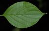 image of Cornus racemosa