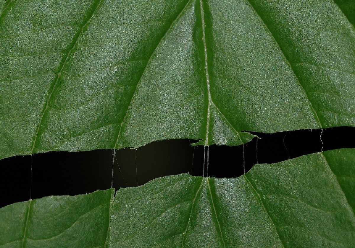 Cornaceae Cornus racemosa