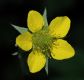 image of Geum aleppicum