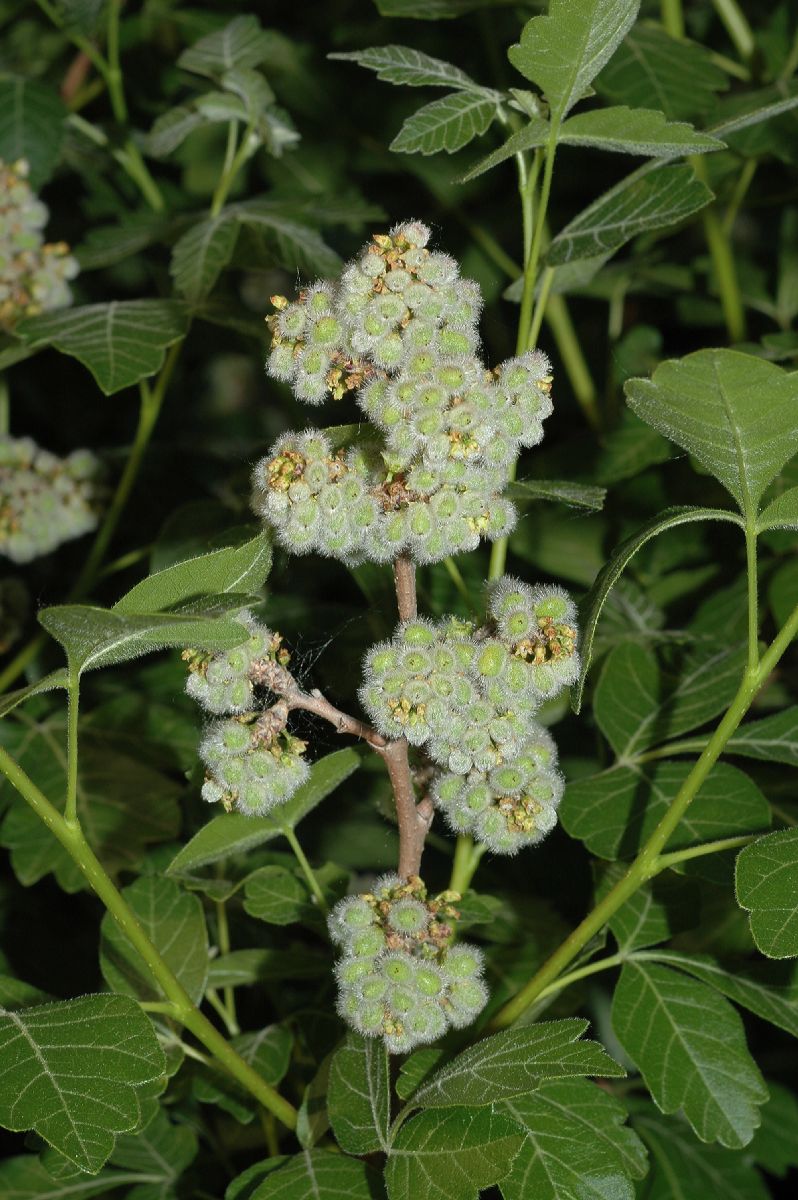 Anacardiaceae Rhus aromatica