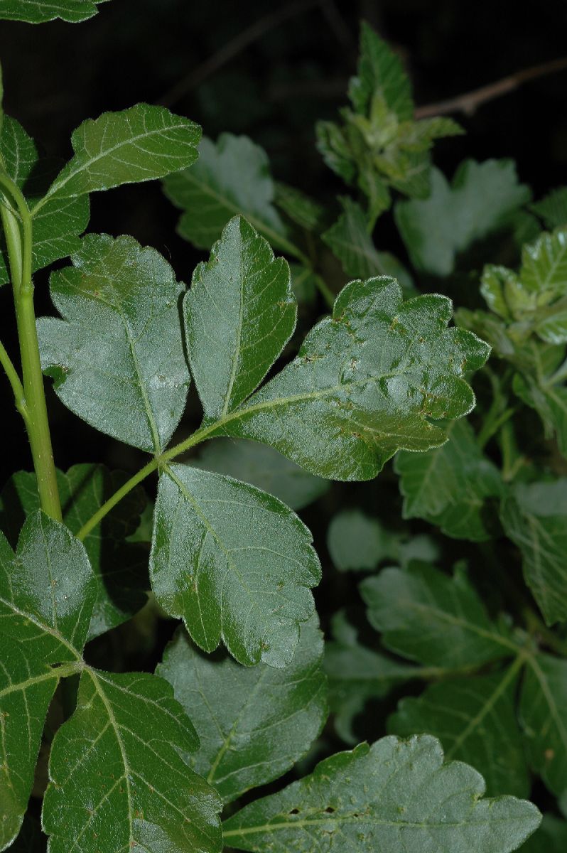 Anacardiaceae Rhus aromatica