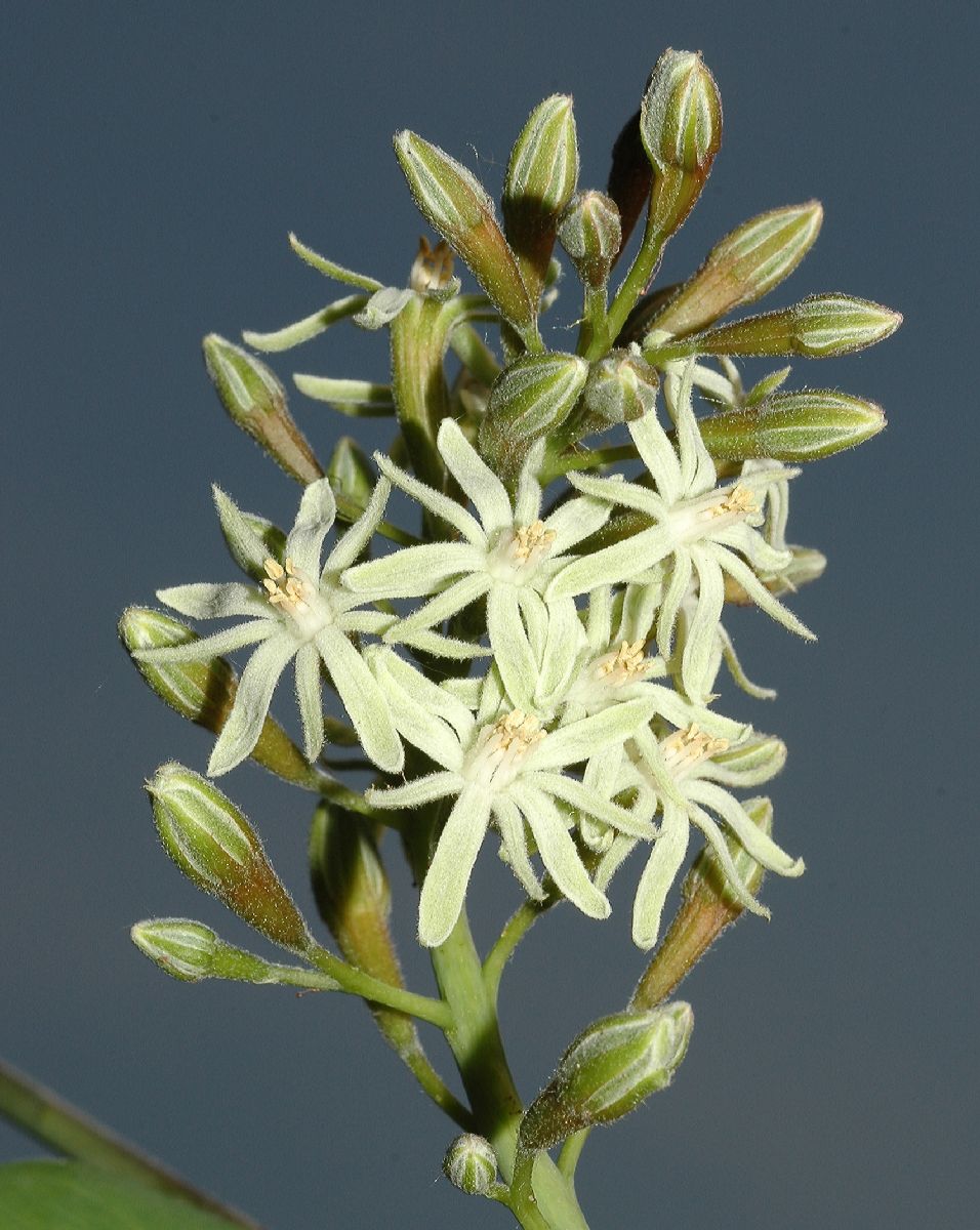 Fabaceae Gymnocladus dioica