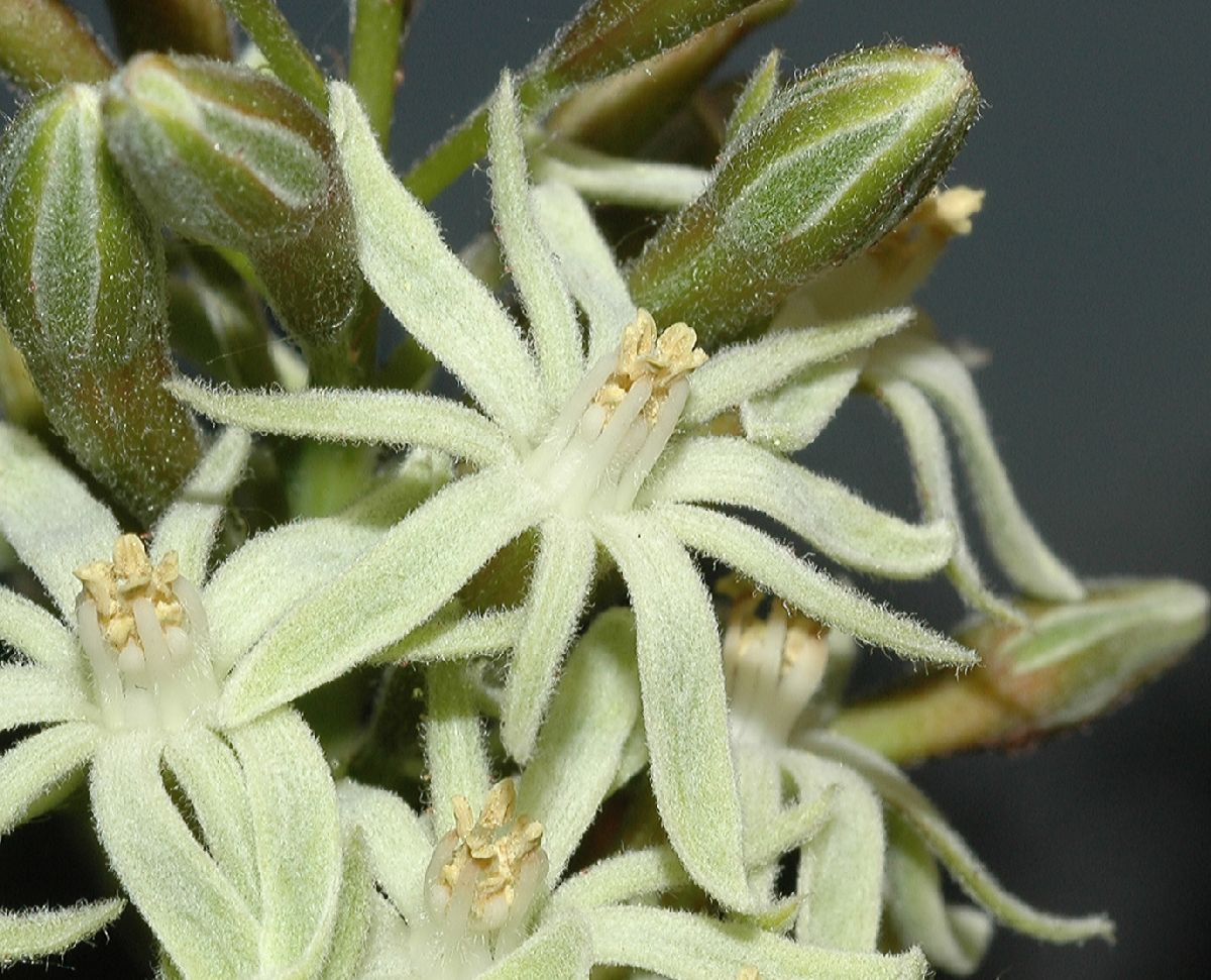 Fabaceae Gymnocladus dioica