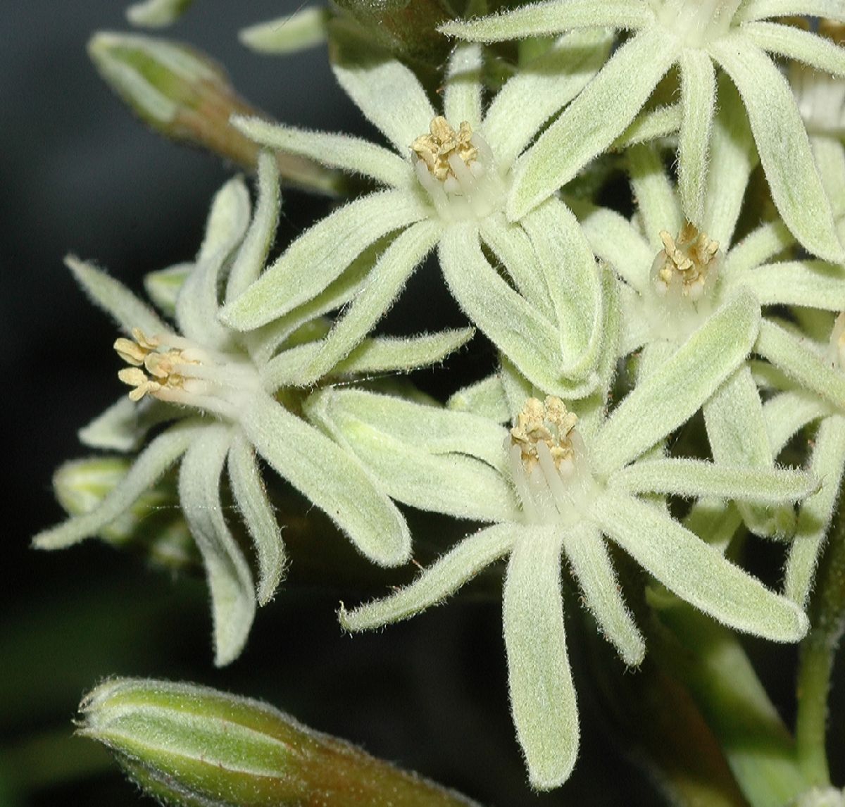 Fabaceae Gymnocladus dioica