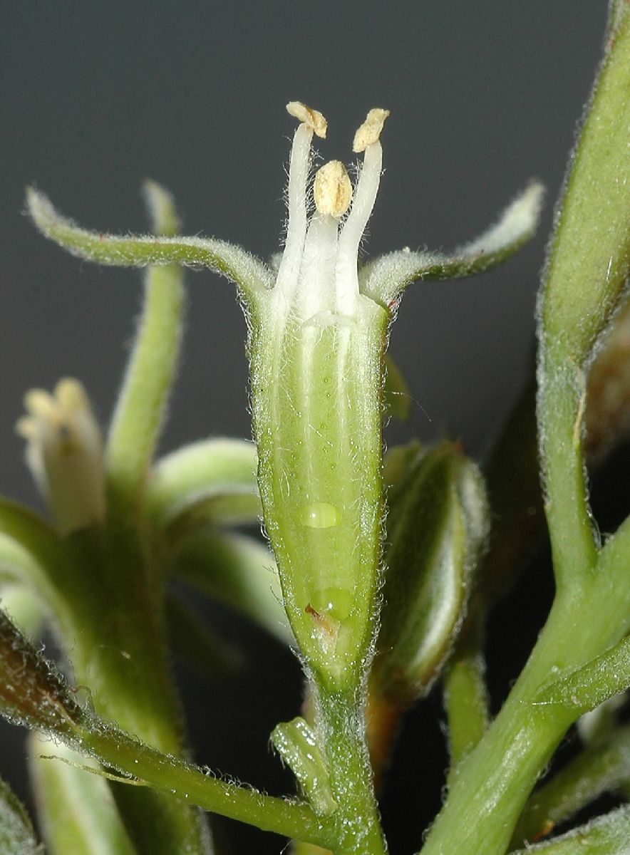 Fabaceae Gymnocladus dioica