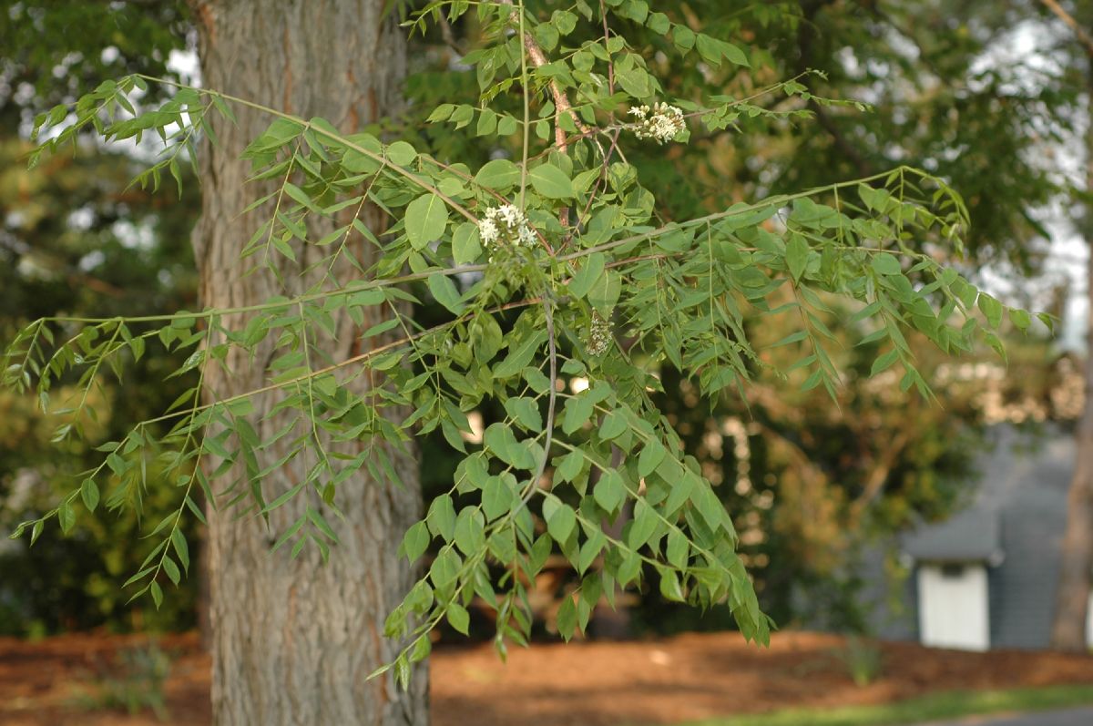 Fabaceae Gymnocladus dioica