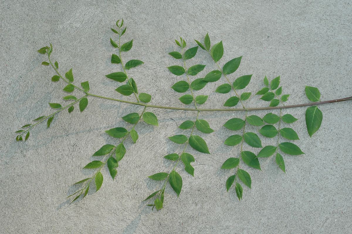 Fabaceae Gymnocladus dioica