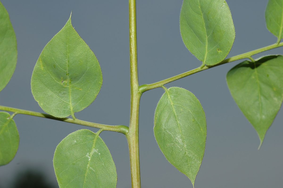 Fabaceae Gymnocladus dioica