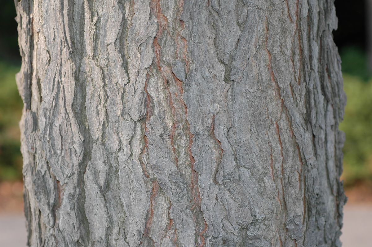 Fabaceae Gymnocladus dioica