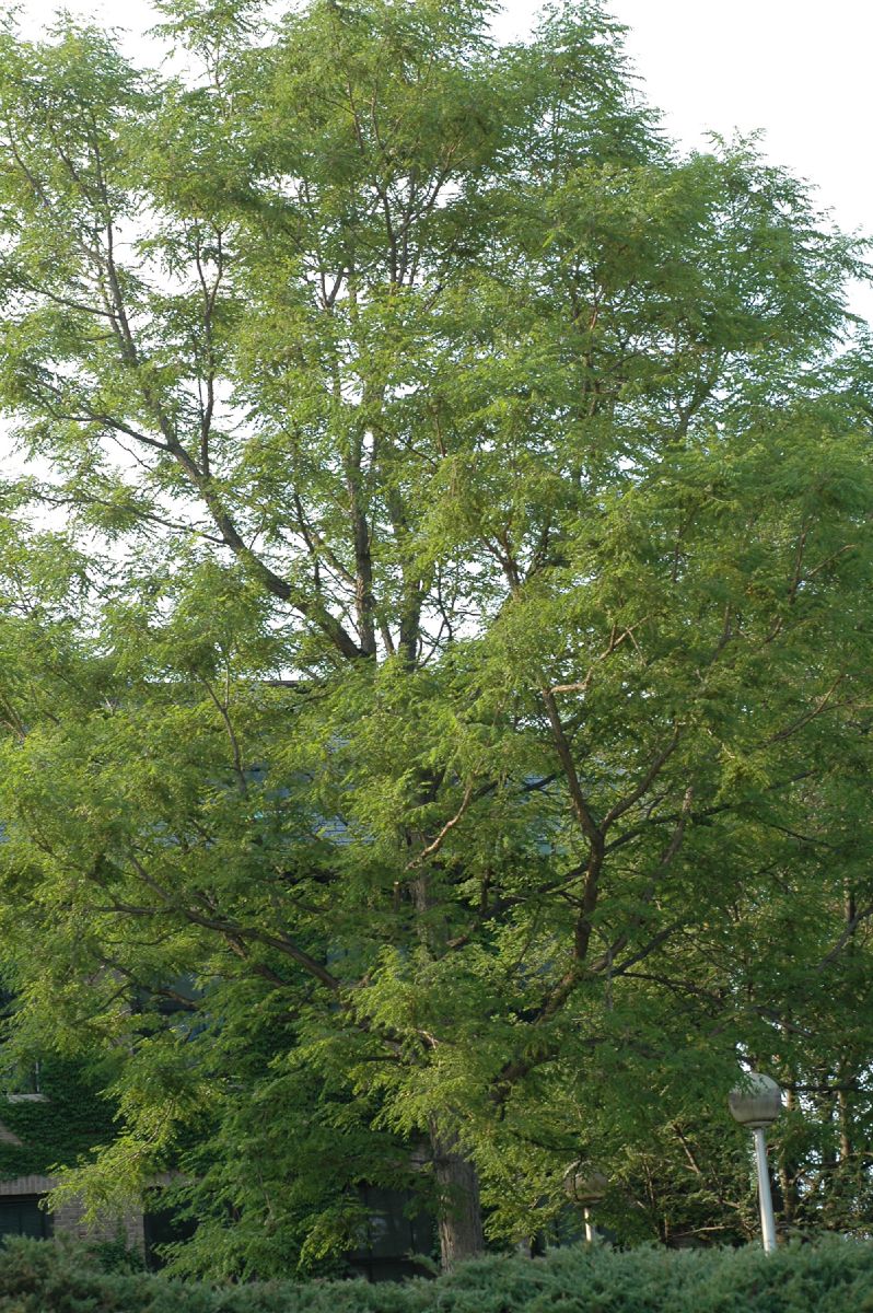 Fabaceae Gymnocladus dioica