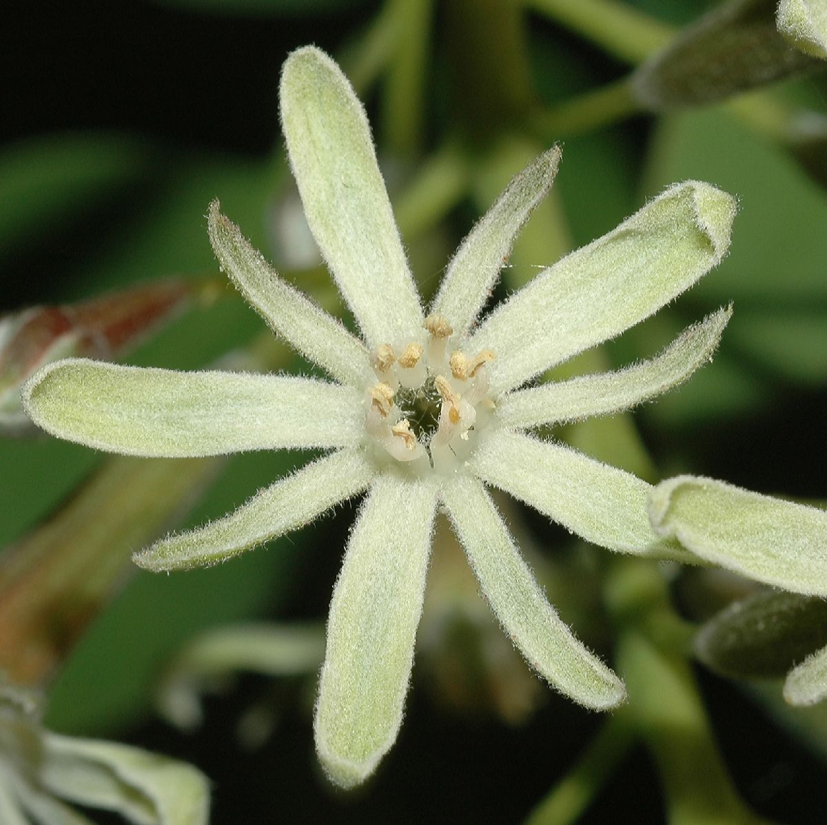 Fabaceae Gymnocladus dioica