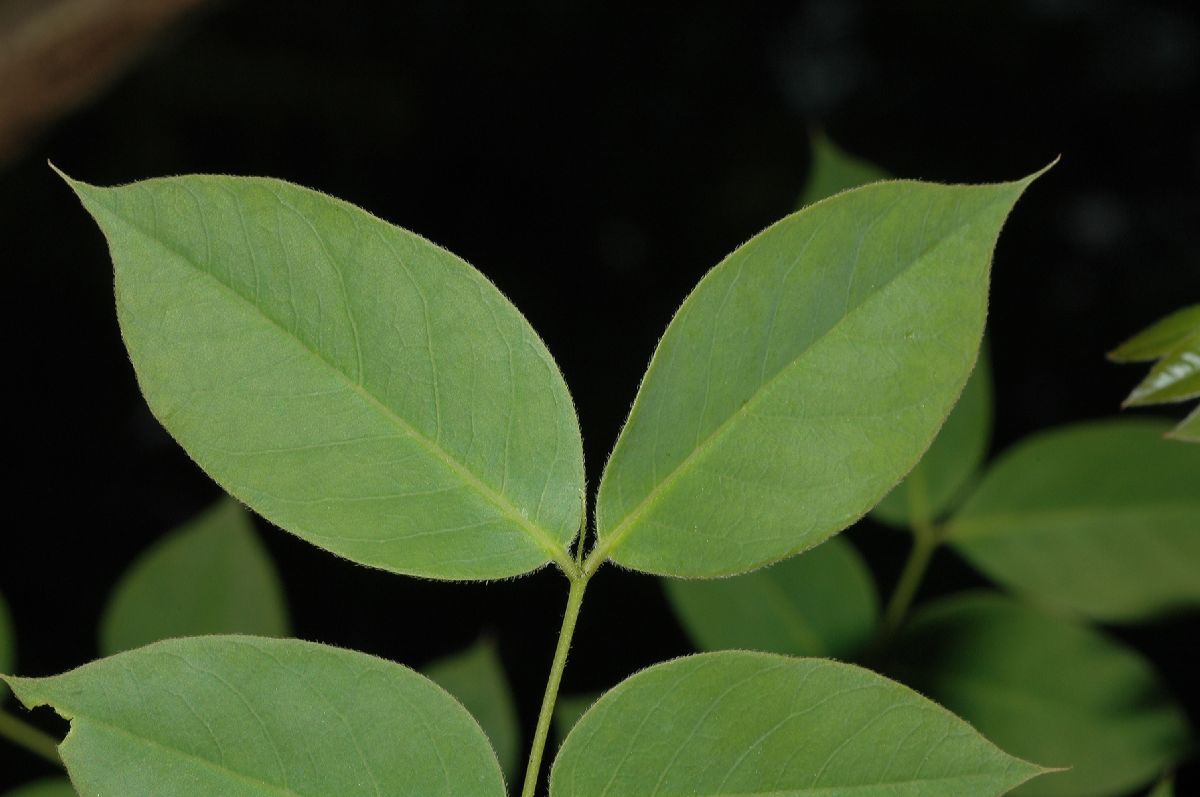 Fabaceae Gymnocladus dioica