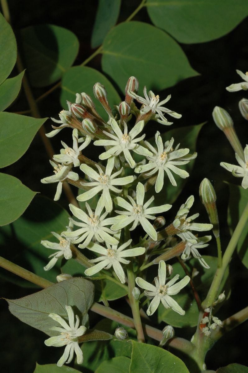 Fabaceae Gymnocladus dioica